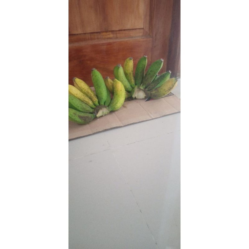 

pisang raja masak pohon