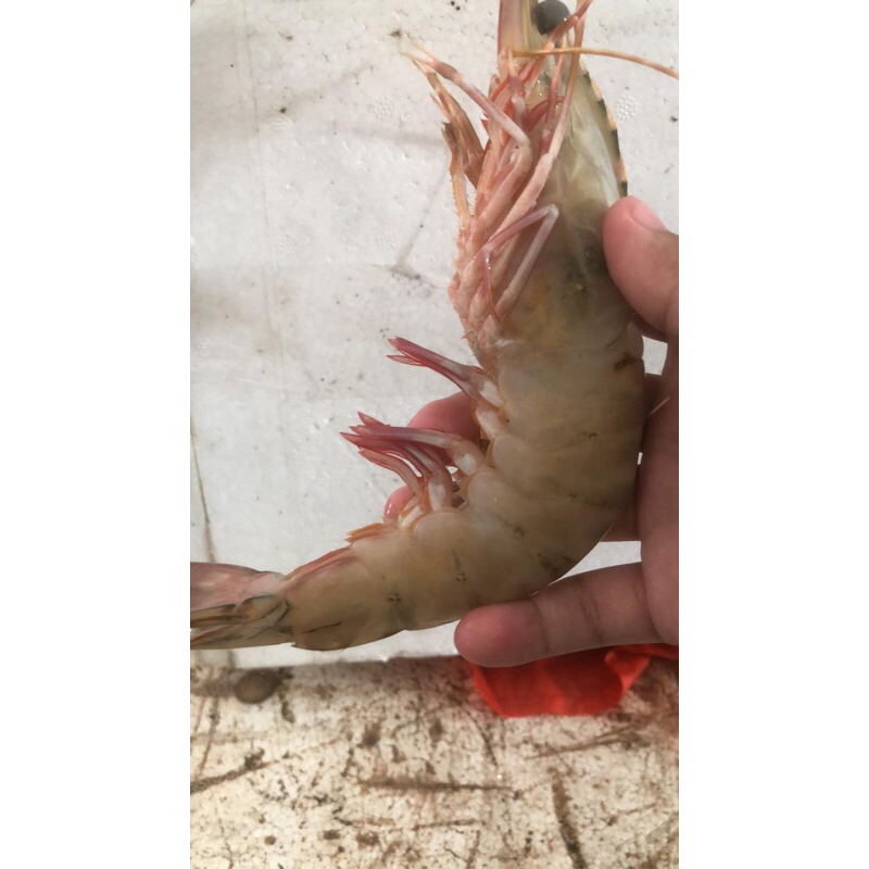 

Udang jerubung jumbo size 15-20/kg fresh!!!