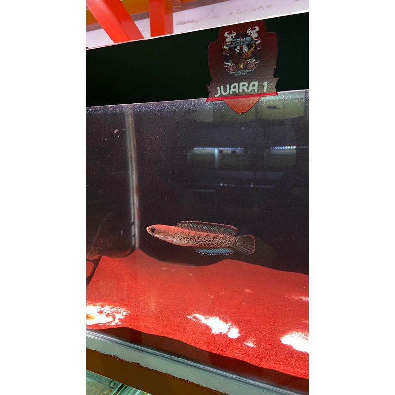 Stewarti Arunachal 8cm premium full dot