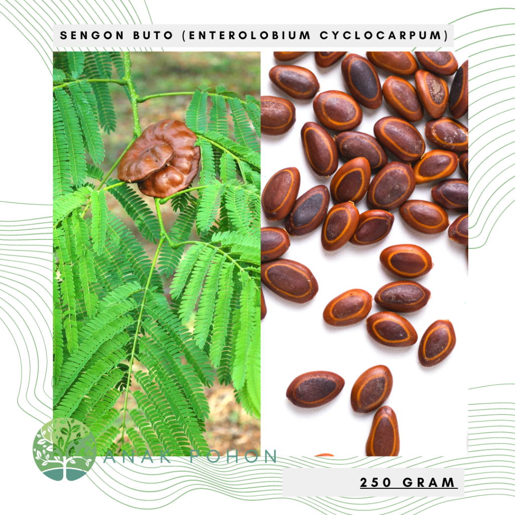 (250 GRAM) Benih Bibit Biji - Pohon Sengon Buto (Enterolobium cyclocarpum) Seeds