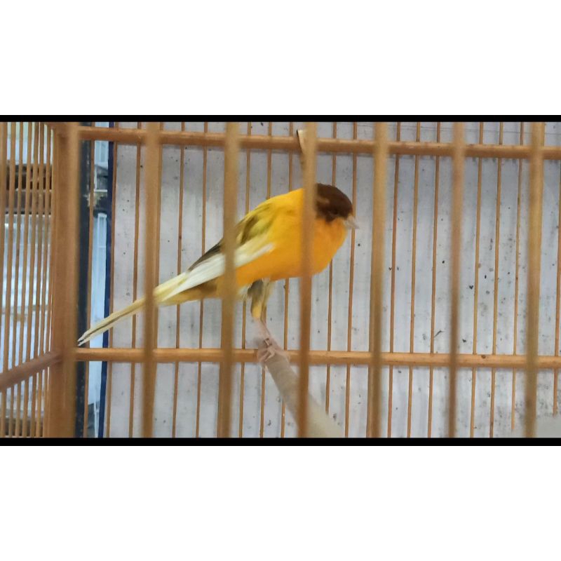 Ys tkf22 champion line