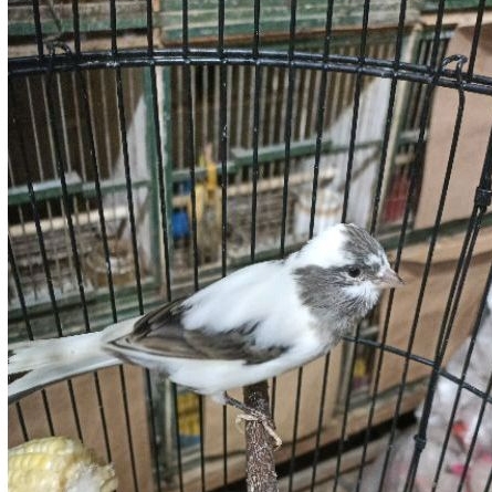 kenari panda afs jantan riwikan