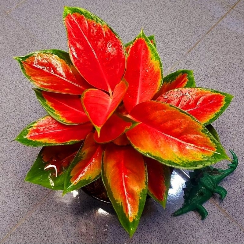 Aglonema Suksom Pelangi Tanaman Hias Bunga Aglaonema Murah Merah BUKAN bonggol bibit - tanaman hias 