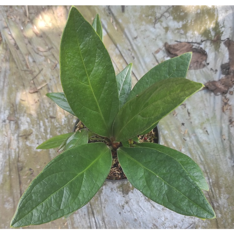 Tanaman Hias Anthurium Jemani Ijoan Dari Induk Variegata / varigata