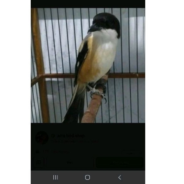 pentet jawa timur kepala hitam