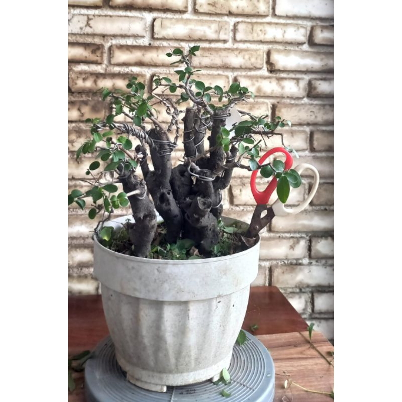 Bonsai Mustam Grouping