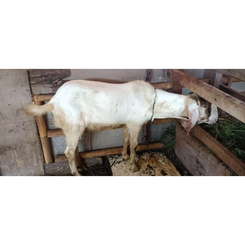

Kambing atau domba qurban