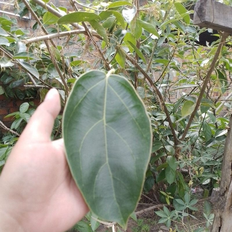 

Daun Cincau Batang Alami