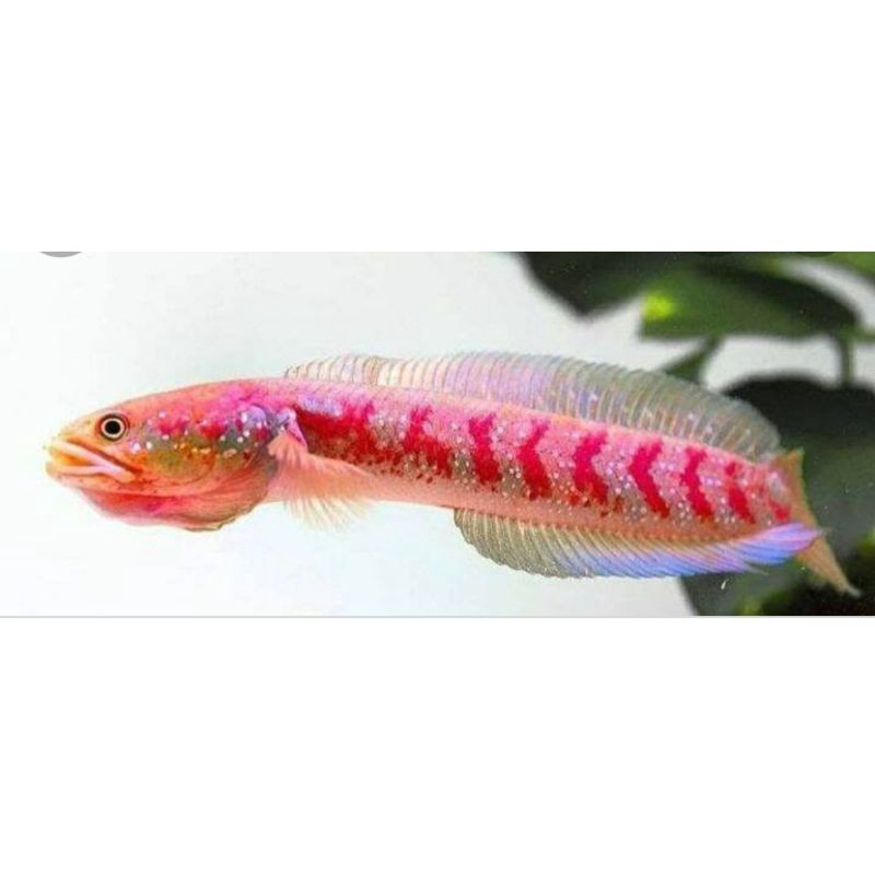 HIASAN AQUARIUM C. ASIATICA RS PURE MANTAP [SINGGLE TANK] SIZE 15-17 CM