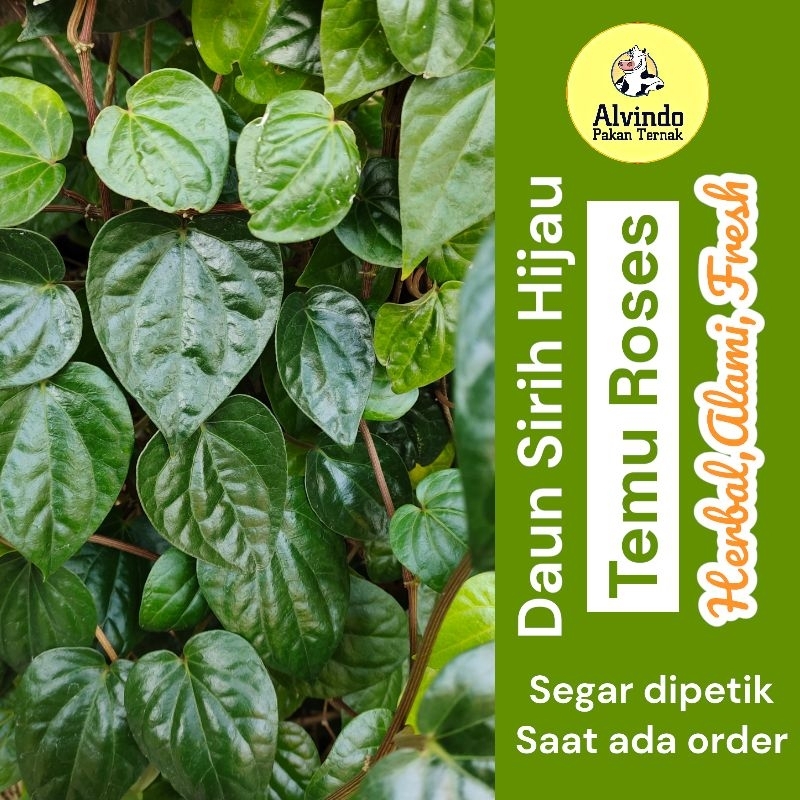 Daun Herbal Sirih Hijau Temu Ros Alami Segar Fresh dipetik ketika ada order