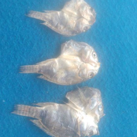 

Ikan Asin Mujaer Konsumsi