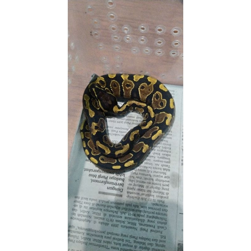 BallPython male normal het clown