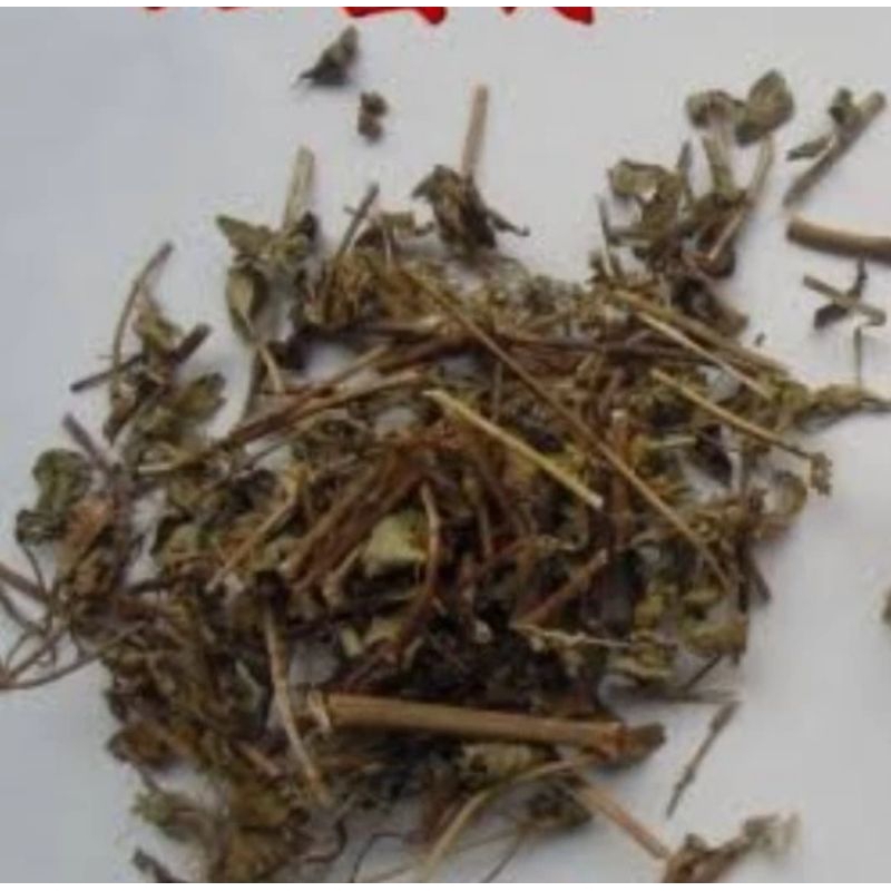 

10 G 50 GR 100 GRAM 绿茵陈 LU YIN CHEN 土茵陈 TU YIN CHEN HERBA ORIGANI OREGANO HERB