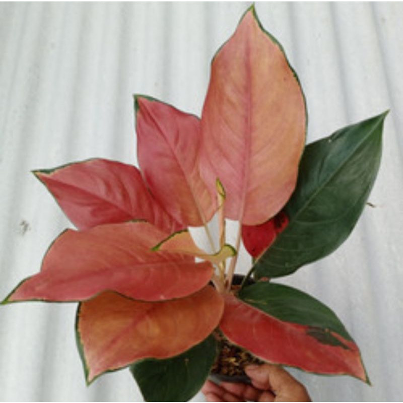 Aglonema kochin belang