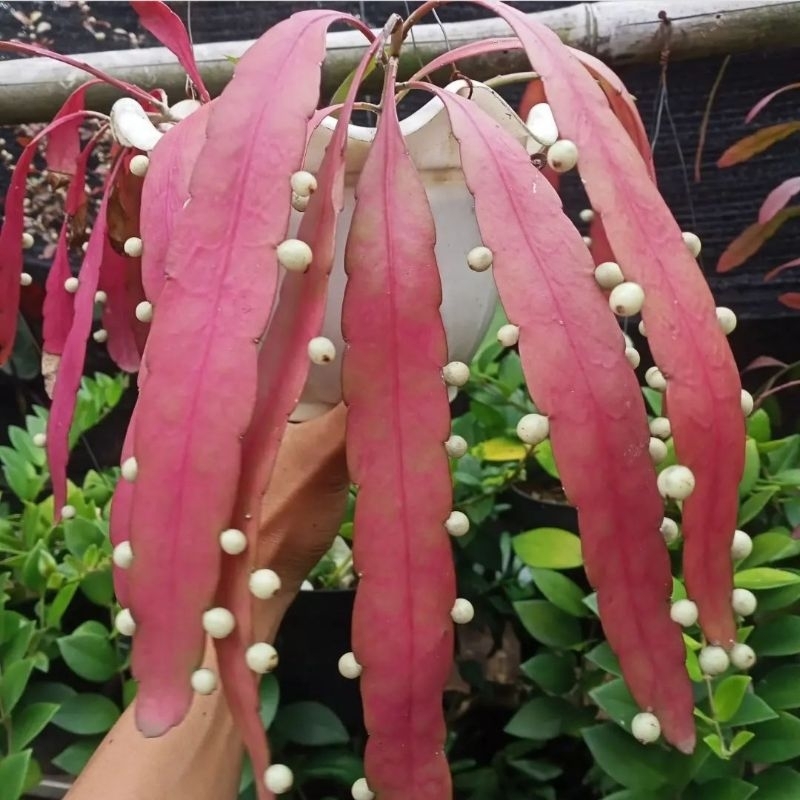 Tanaman Hias Wijaya Kusuma Tasbih Pohon Wijaya Kusuma Tasbih Tanaman Gantung Wijaya Kusuma Tasbih