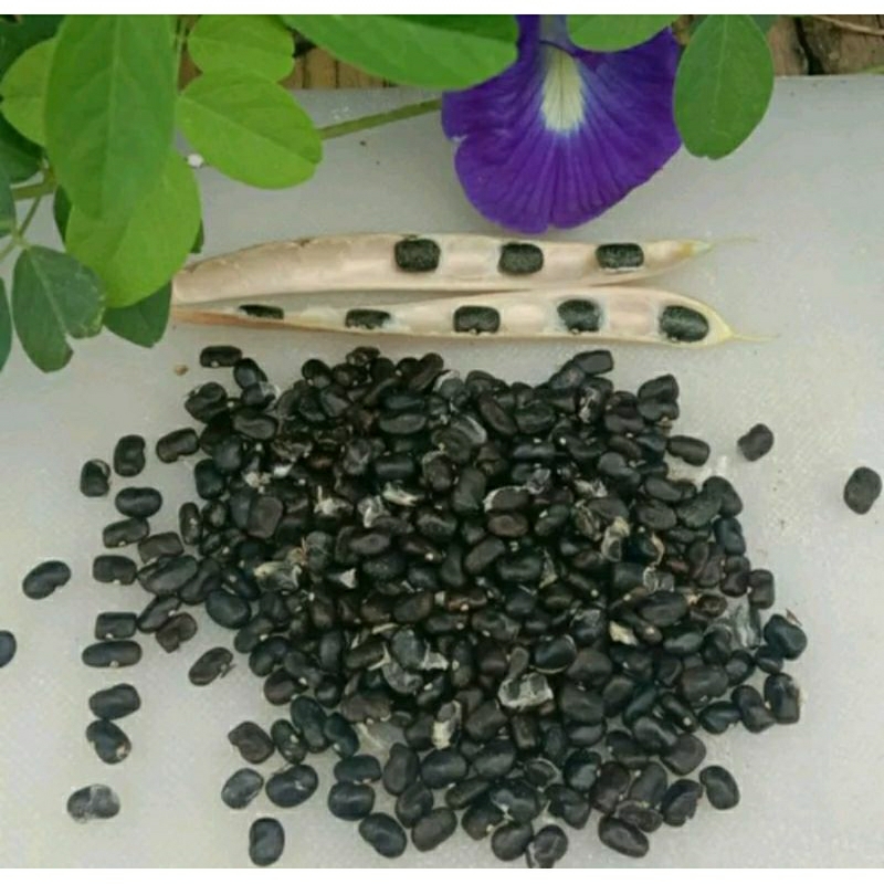 Biji Benih Bunga Telang Ungu 100 Biji Bunga Telang Biru / Biji Benih Kembang Telang