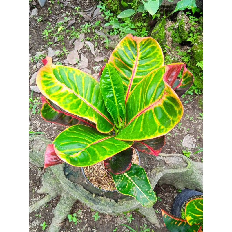 tanaman hias bunga puring langka unik berkualitas puring scorpion