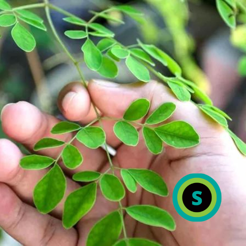 

Daun kelor Fresh segar 1000gr dipetik saat order packing kardus