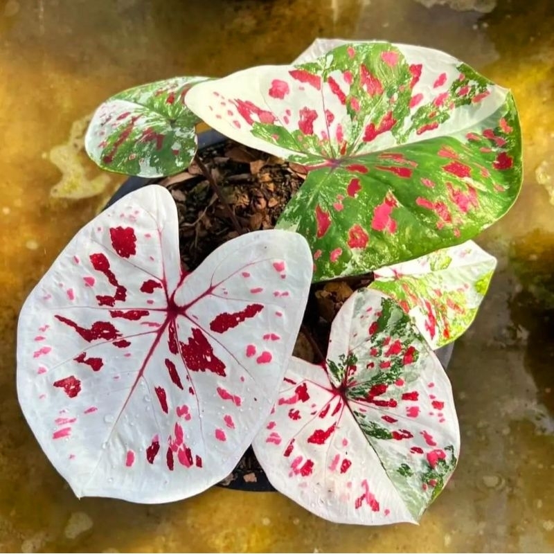 Caladium seven diamond trah mewah 1-3 Daun Tanaman Keladi Hias Murah Impor Thailand Import BUKAN bon