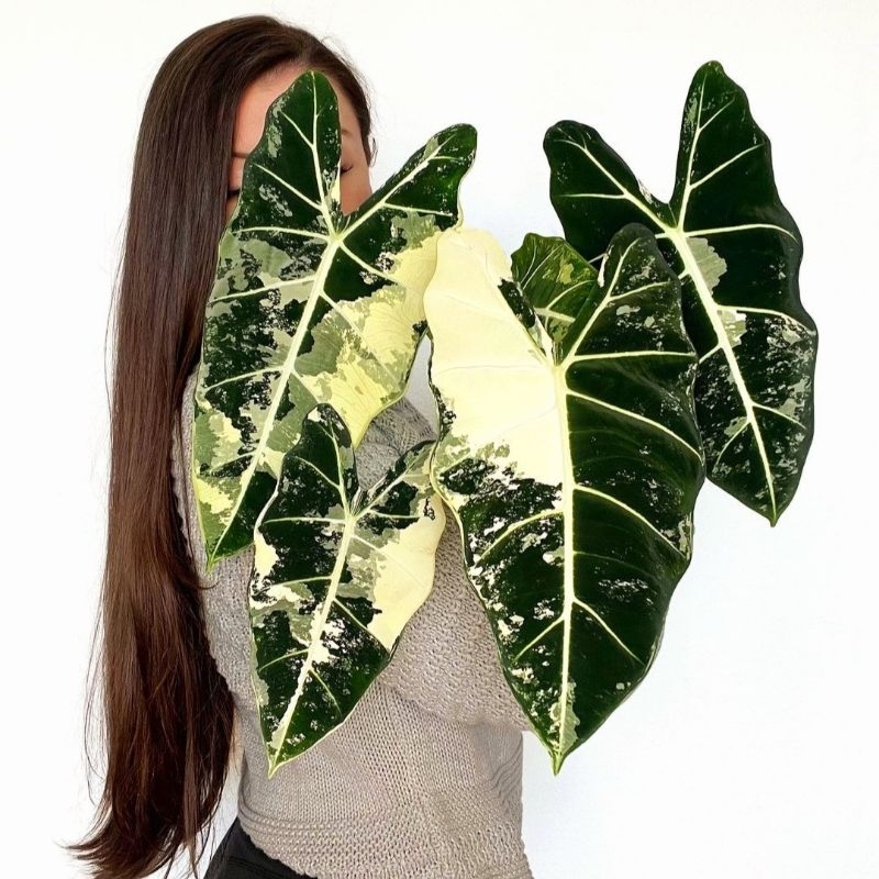 Tanaman hias alokasia frydek monstera variegata /alocasia fridek monstera varigata / Florist Nursery