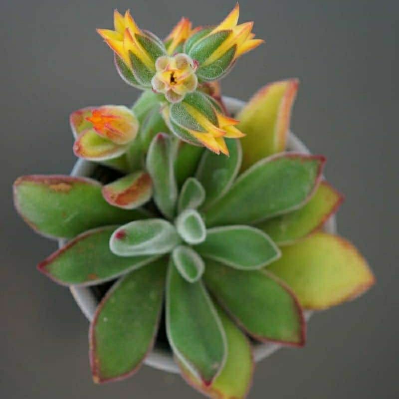 Sukulen Echeveria Pulvinata