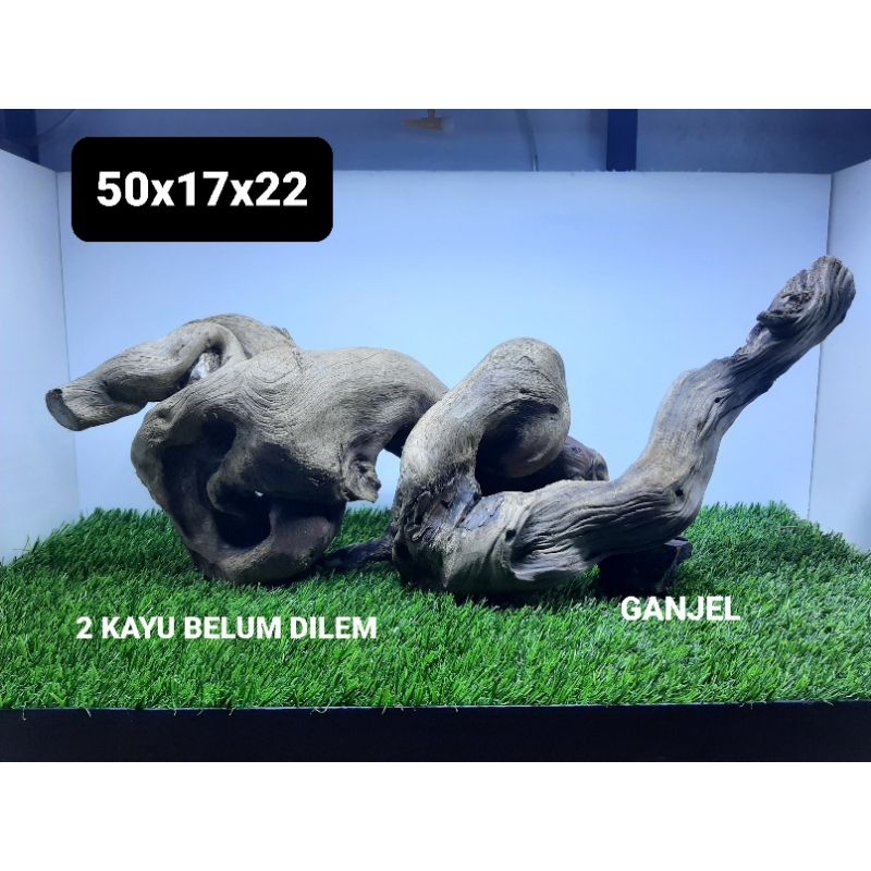 Kayu Santigi Laut Full Tenggelam Size 30-60cm aquascape chana discus predator