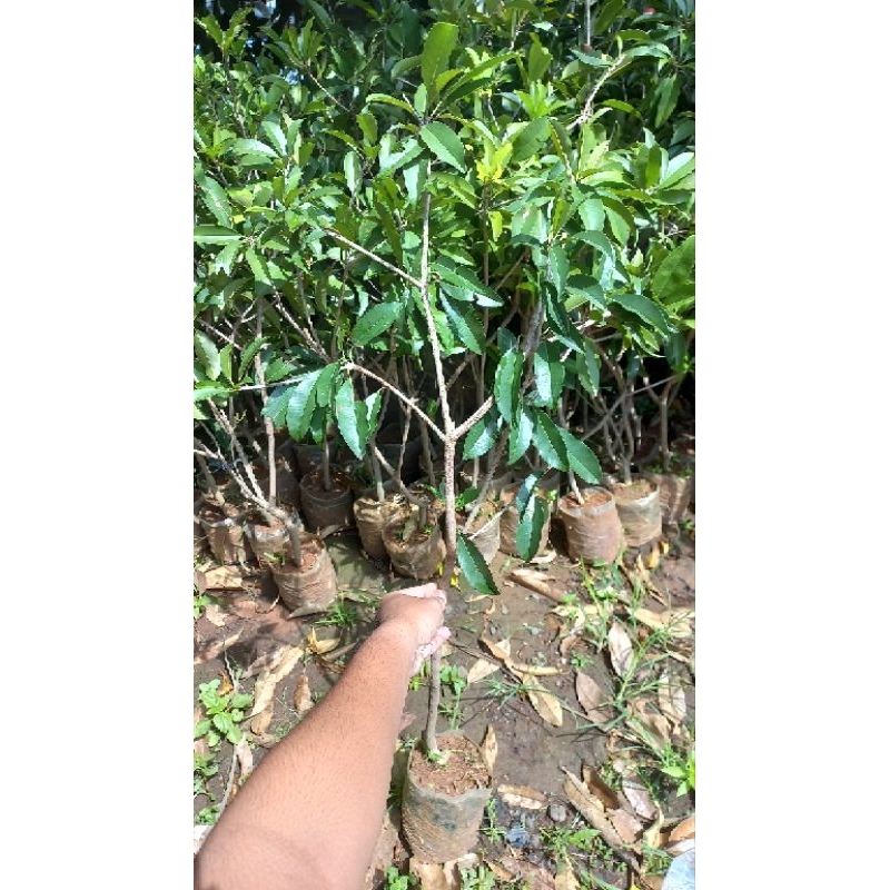 Bibit Sawo Jumbo cangkok super sudah berbunga