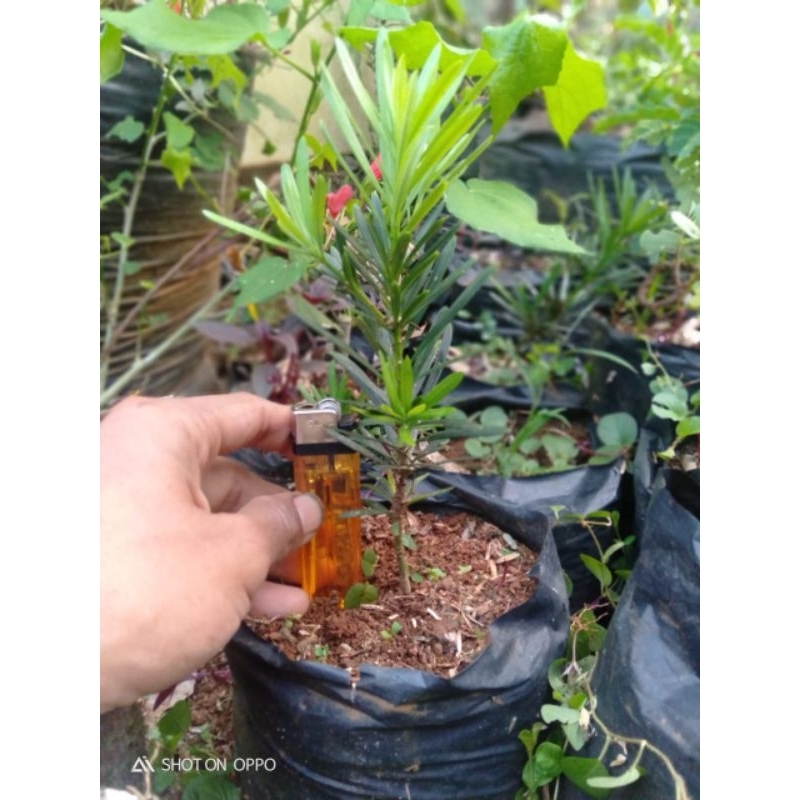 Bibit lohansung daun biru bonsai tanaman