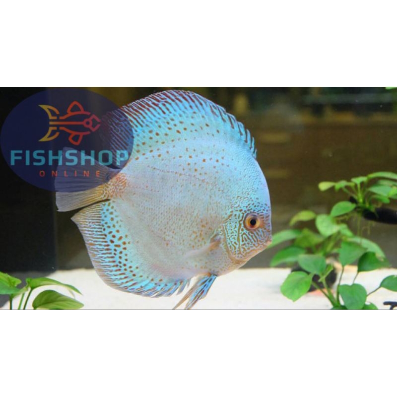 Discus Blue Scorpion Size 2'cm / 1'inch