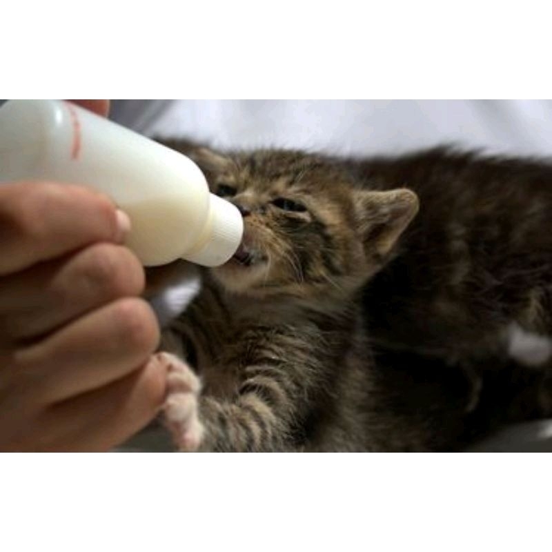 Paket Susu Skim Ternak Dot Botol Susu Kambing Kerbau shaestore15