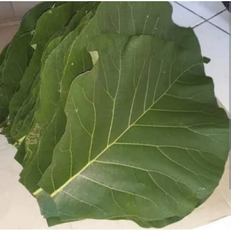 

JUAL DAUN JATI BUNGKUS MAKANAN 500 GRAM