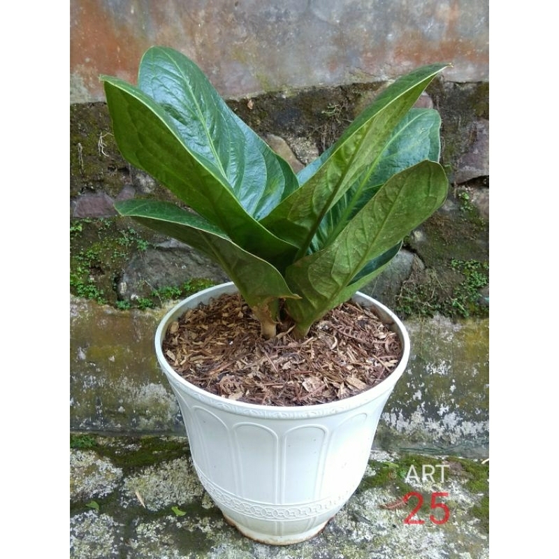 Anthurium Jenmanii Pagoda Cobra Varian Black Anturium Jemani Real Picture