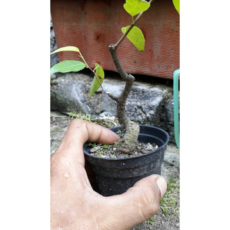 bonsai bahan beringin benjamina real pict