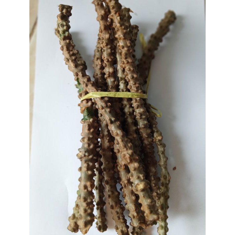 

batang brotowoli/ patrawali 10 batang