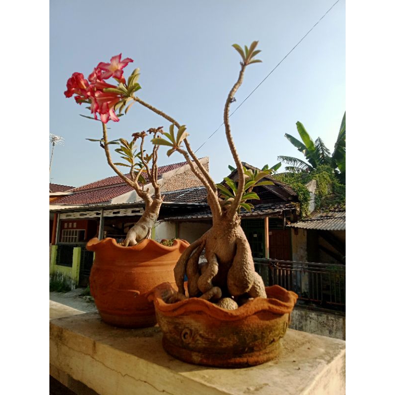 Adenium bonsai bonggol tumpuk