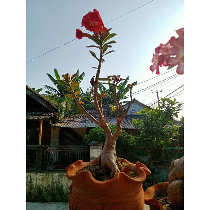 Adenium semi bonsai bunga asli merah merona tunggal stek bunga tumpuk merah