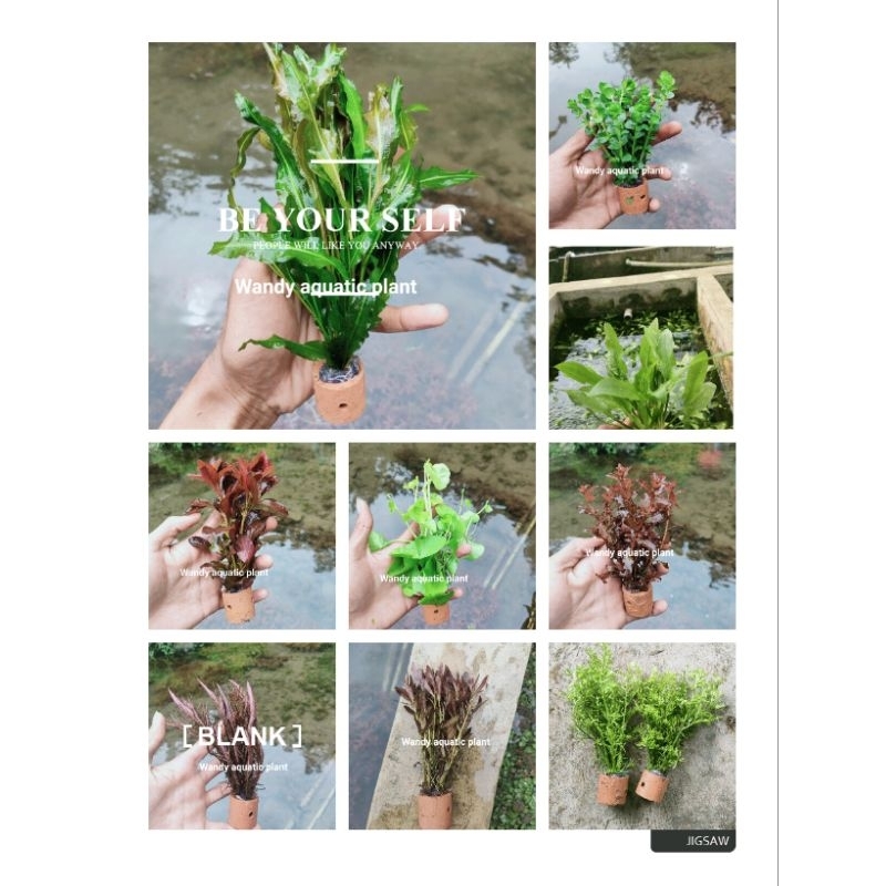 tanaman pot 10 jenis aquascape