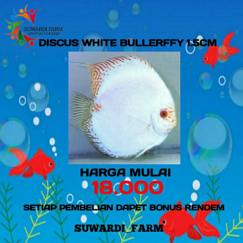 aksesoris Akwarium ( Discus White butterfly 1.5 cm)
