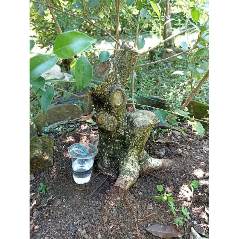 bahan bonsai kimeng besar prospek /bonggol kimeng prospek