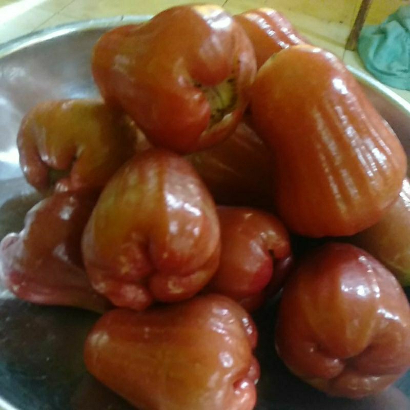 

Klampok Jambu Air seger minim order 2 @ 1kilogram