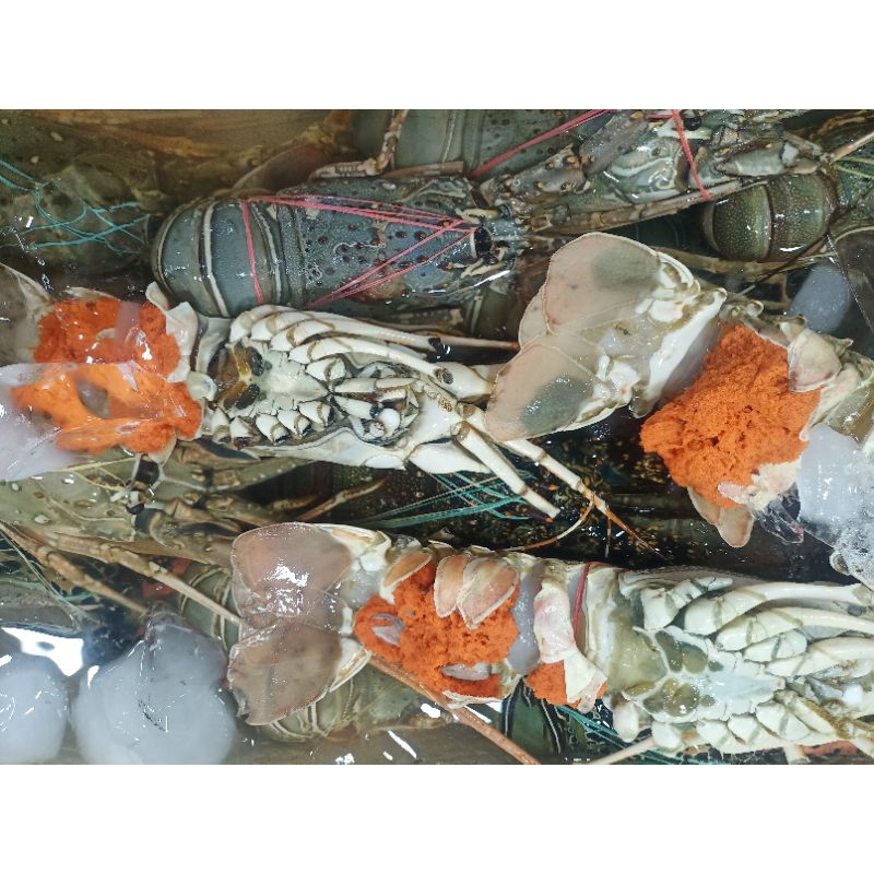 

Udang Besar Lobster 1 kg Fresh