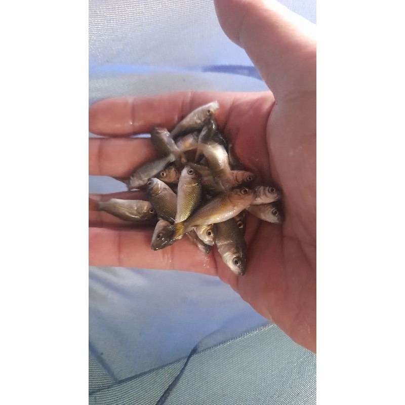 Anak Ikan Mas Pakan Predator per Ekor