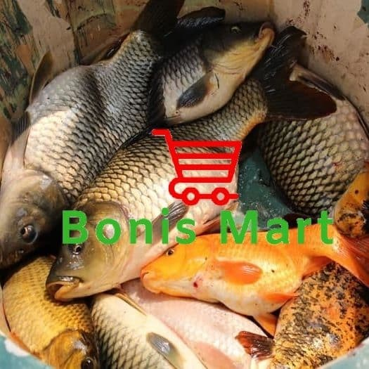 

Ikan Emas Komsumsi Segar Dan Fress Netto 1 Kg.