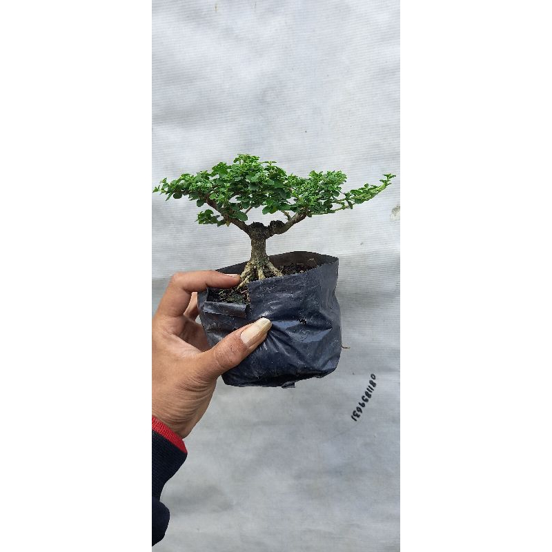 sancang small sudah jadi bonsai