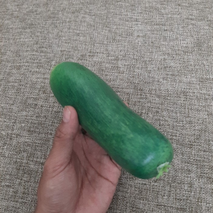 Mentimun palsu timun tiruan pajangan sayuran hias buatan Bonteng artificial sayuran imitasi buatan cucumber pajangan hiasan