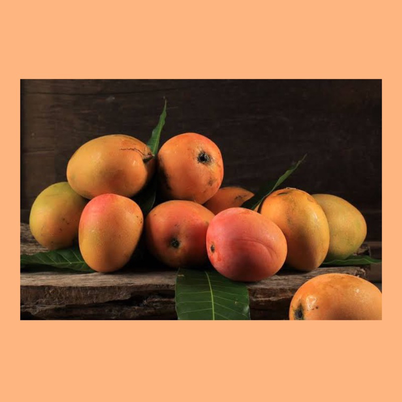 

Mangga madu / buah mangga gedong gincu manis