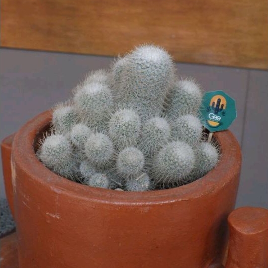 scupa Kaktus Miha/ Sukulen / Tanaman kaktus / pot kaktus / kaktus ownroot / kaktus potelan / hampers