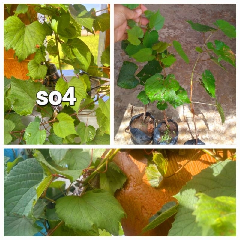 MURAH 1 kg cutting anggur rootstock impor jenis so4/promo anggur rootstock impor so4 valid