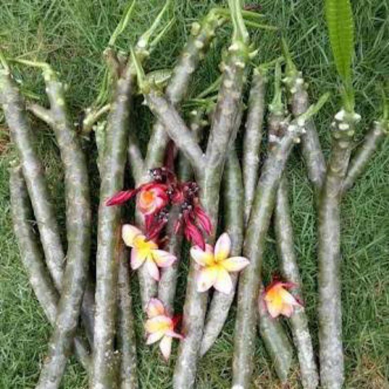 stek bunga kamboja soft pink