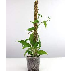 tanaman hias epipremnum skeleton key